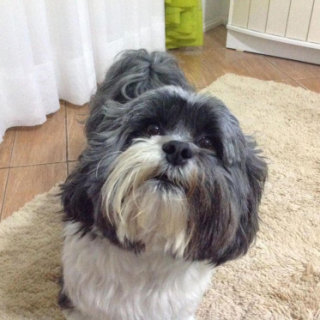 Doguinho 