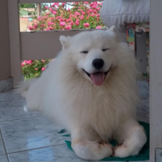 Apolo
