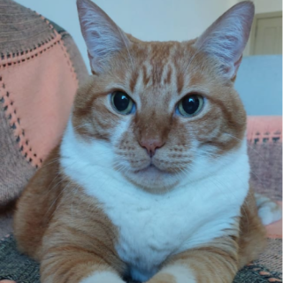 Anselmo Valente da Silva Paulus