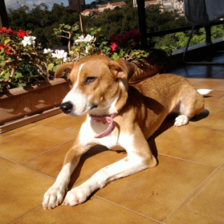 Sapeca 